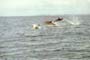 Harrys Shark