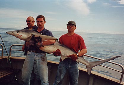 Willem & Huib land blue shark