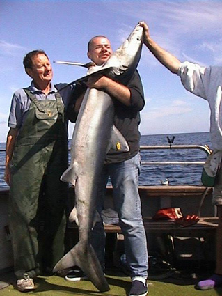 Tagged 2m blue shark