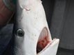Blue shark