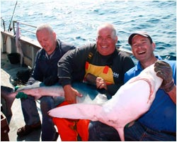 Shark Fishing - Cork Harbour Boats